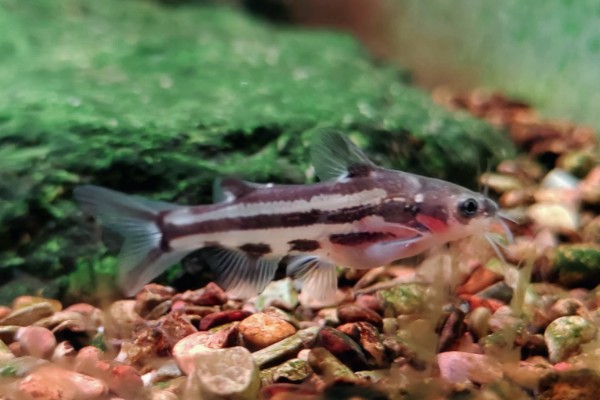 条纹鮠是什么鱼？