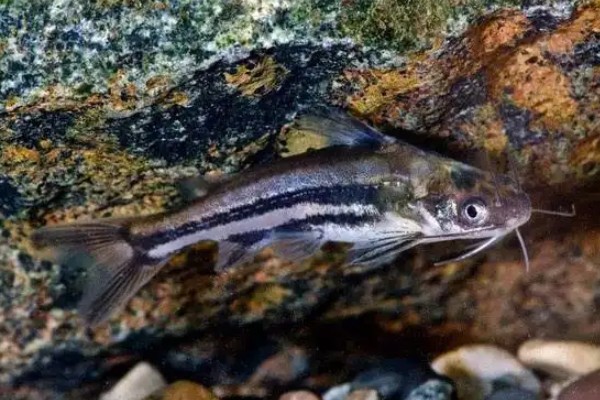 条纹鮠是什么鱼？