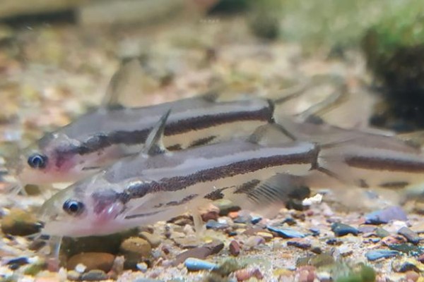 条纹鮠是什么鱼？