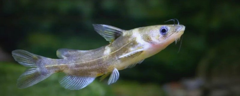 叉尾鮠是什么鱼?