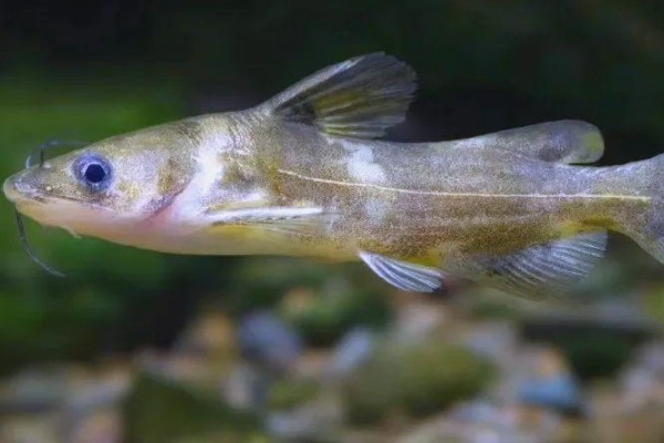 叉尾鮠是什么鱼?