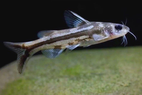 叉尾鮠是什么鱼?