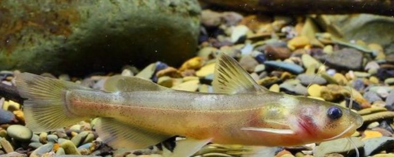 切尾鮠是什么鱼?