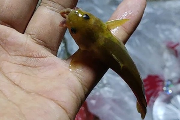 切尾鮠是什么鱼?