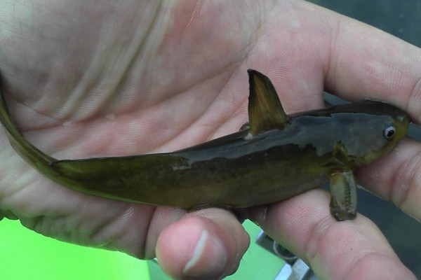 切尾鮠是什么鱼?