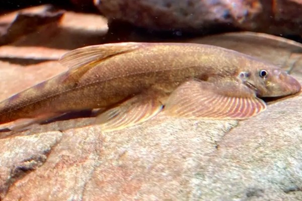 中华间吸鳅是什么鱼?