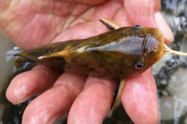 切尾鮠是什么鱼?