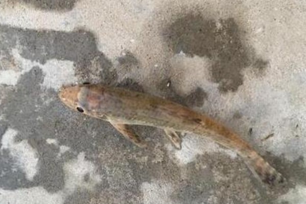 短身金线鲃是什么鱼？