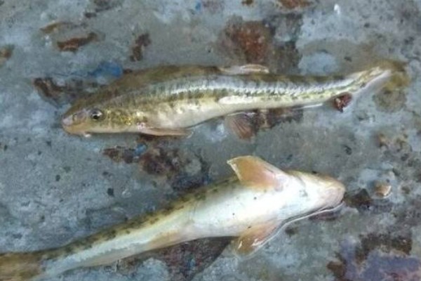 短身金线鲃是什么鱼？