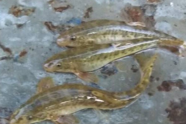 短身金线鲃是什么鱼？