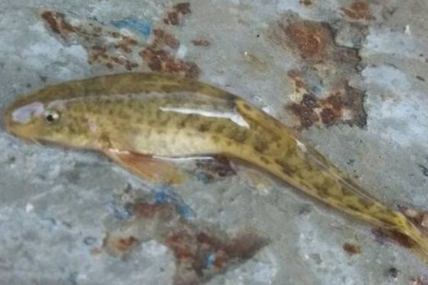 短身金线鲃是什么鱼？