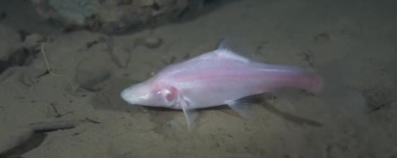 田林金线鲃是什么鱼?