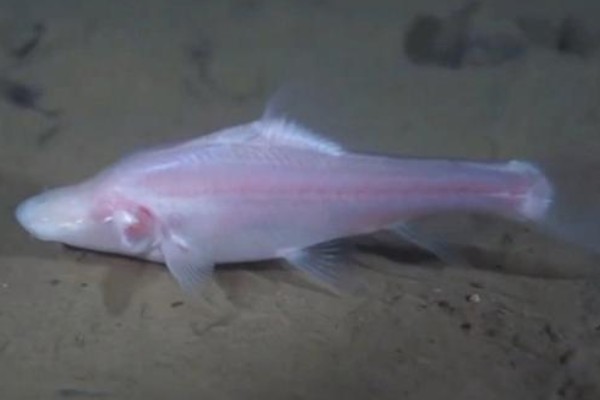 田林金线鲃是什么鱼?