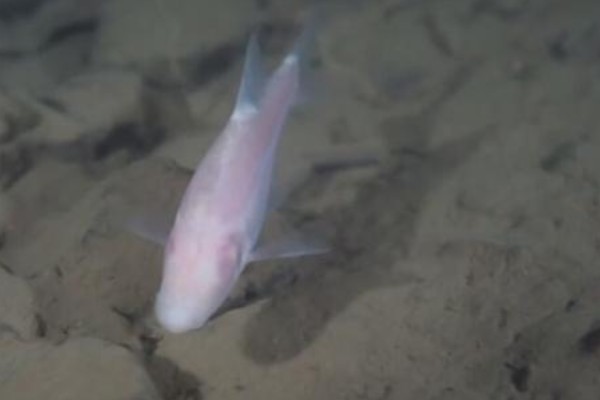 田林金线鲃是什么鱼?