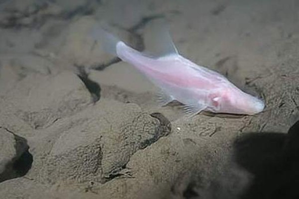 田林金线鲃是什么鱼?