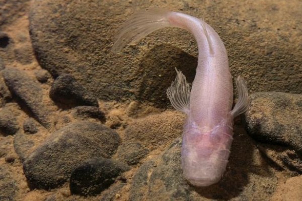 田林金线鲃是什么鱼?