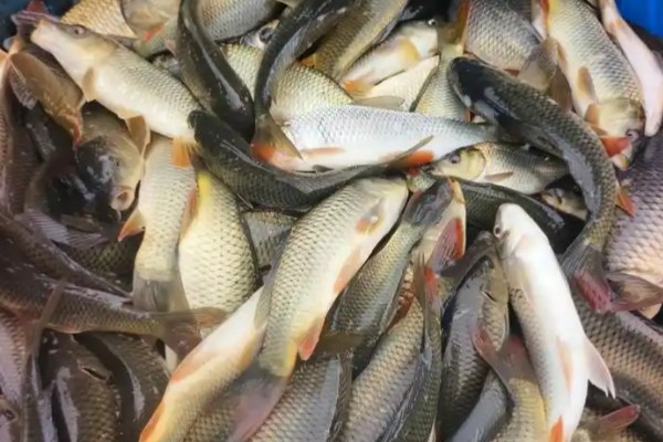 瓦状角金线鲃是什么鱼?