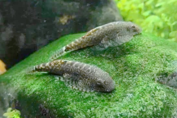 中华近原吸鳅是什么鱼？