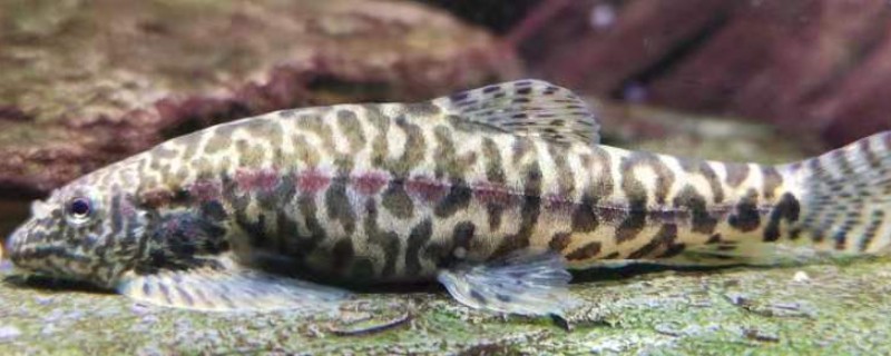 中华近原吸鳅是什么鱼？