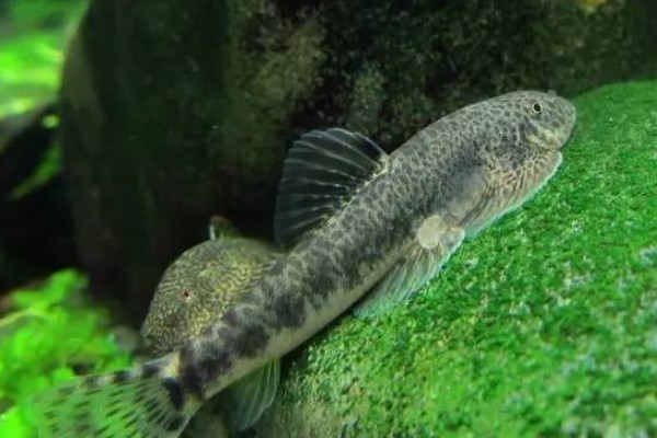 中华近原吸鳅是什么鱼？