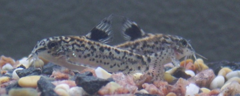 东陂拟腹吸鳅是什么鱼?