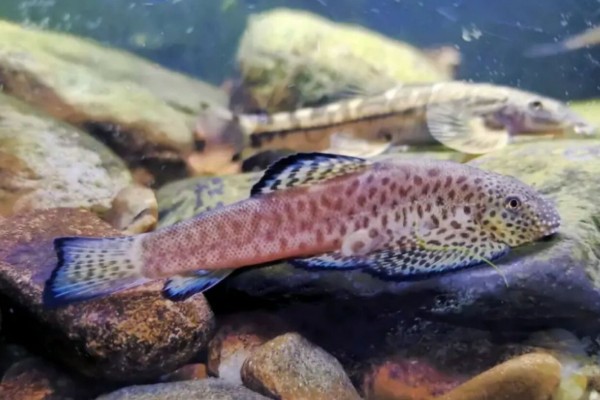 东陂拟腹吸鳅是什么鱼?