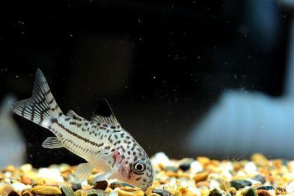 东陂拟腹吸鳅是什么鱼?