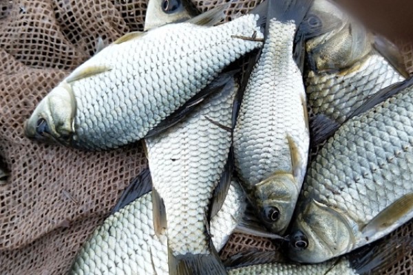 瓦状角金线鲃是什么鱼?