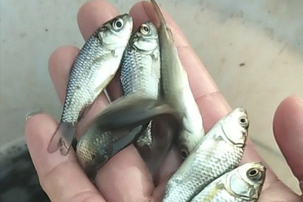 瓦状角金线鲃是什么鱼?