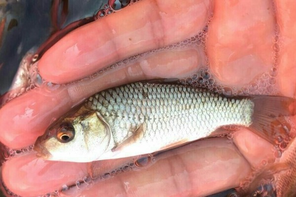 瓦状角金线鲃是什么鱼?