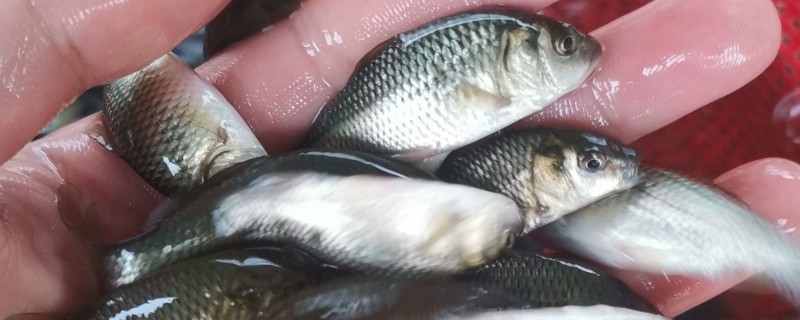 瓦状角金线鲃是什么鱼?