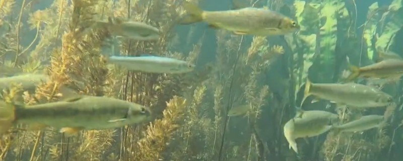 狭孔金线鲃是什么鱼？