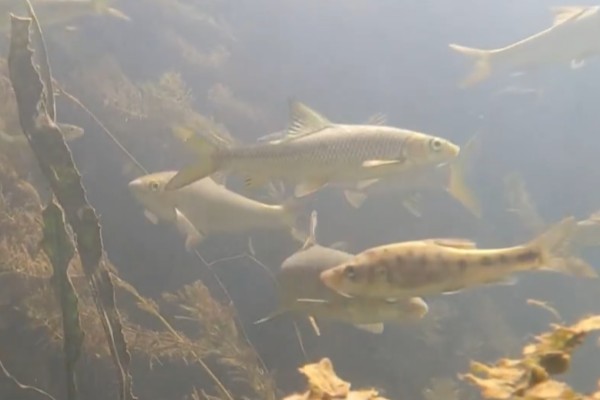 狭孔金线鲃是什么鱼？