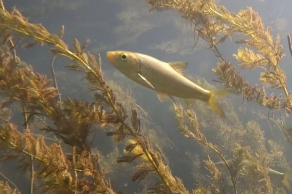 狭孔金线鲃是什么鱼？