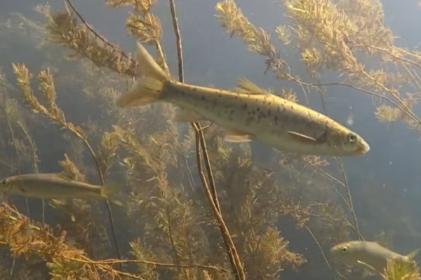 狭孔金线鲃是什么鱼？