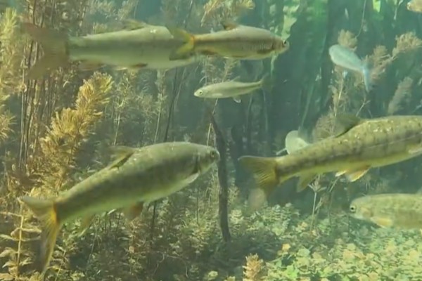 狭孔金线鲃是什么鱼？