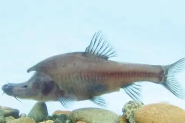 犀角金线鲃是什么鱼？