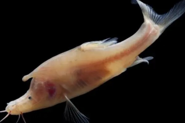 犀角金线鲃是什么鱼？