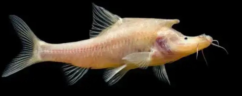 犀角金线鲃是什么鱼？