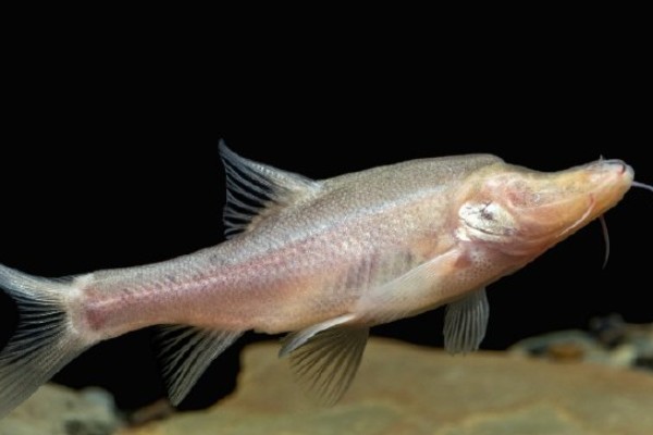 犀角金线鲃是什么鱼？