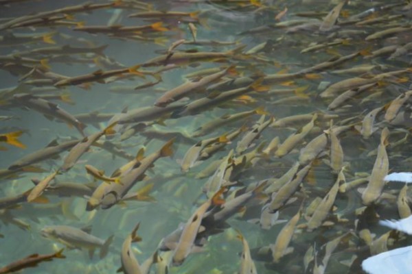 环江金线鲃是什么鱼？