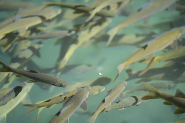 环江金线鲃是什么鱼？