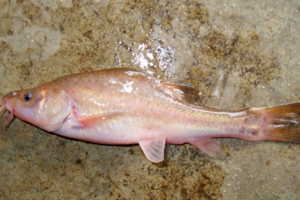 犀角金线鲃是什么鱼？