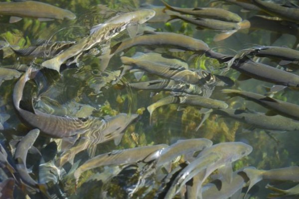 环江金线鲃是什么鱼？