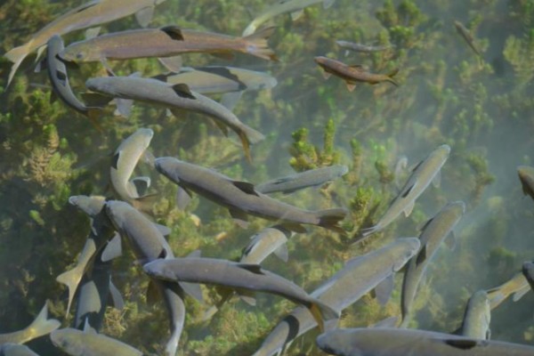 环江金线鲃是什么鱼？