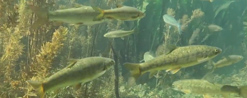 版纳金线鲃是什么鱼?