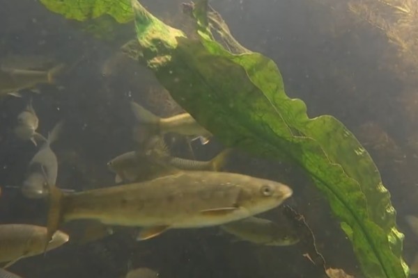 版纳金线鲃是什么鱼?