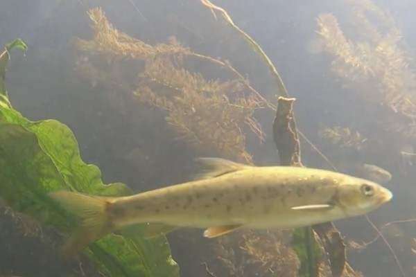 版纳金线鲃是什么鱼?