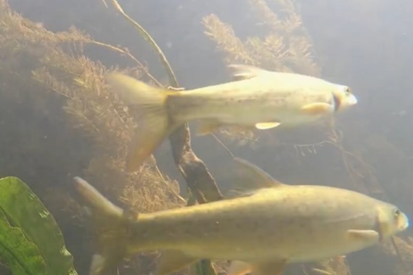 版纳金线鲃是什么鱼?