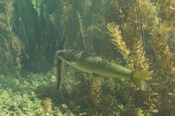 版纳金线鲃是什么鱼?